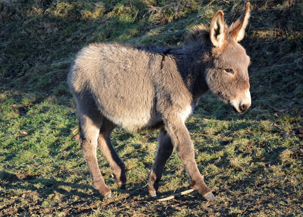 Ane Donkey