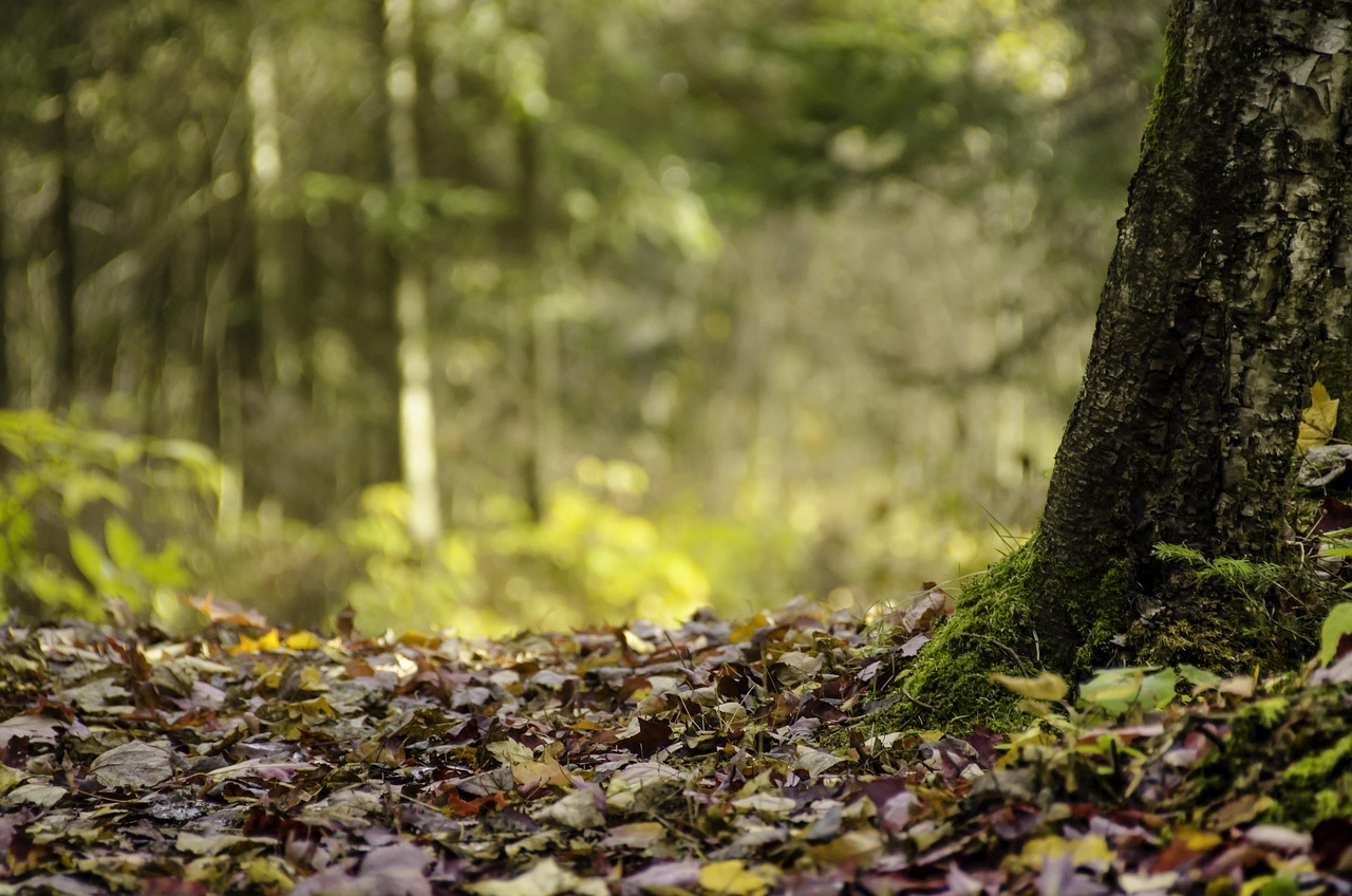 Foret Forest