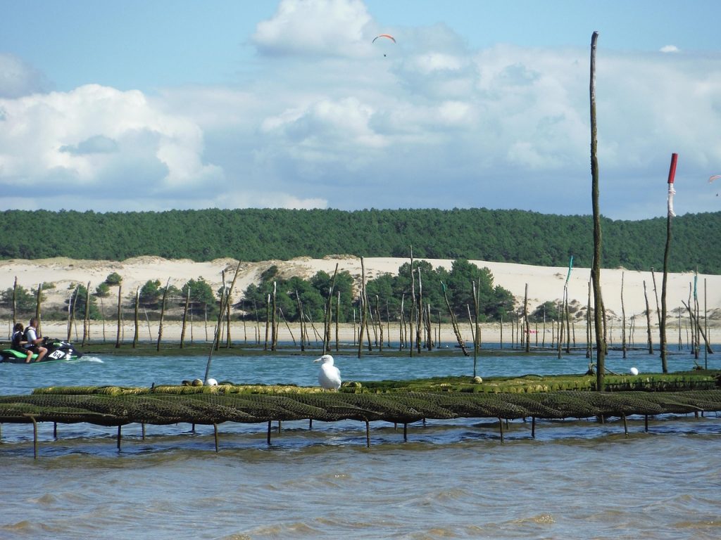Ostreiculture - Arcachon