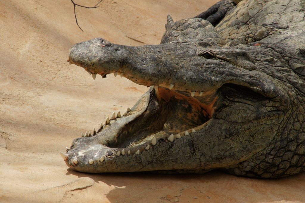 Ferme aux crocodiles