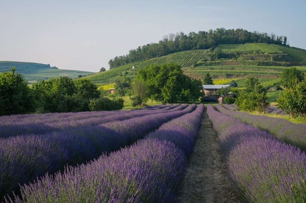 Grignan Lavande