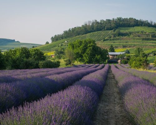 Grignan Lavande